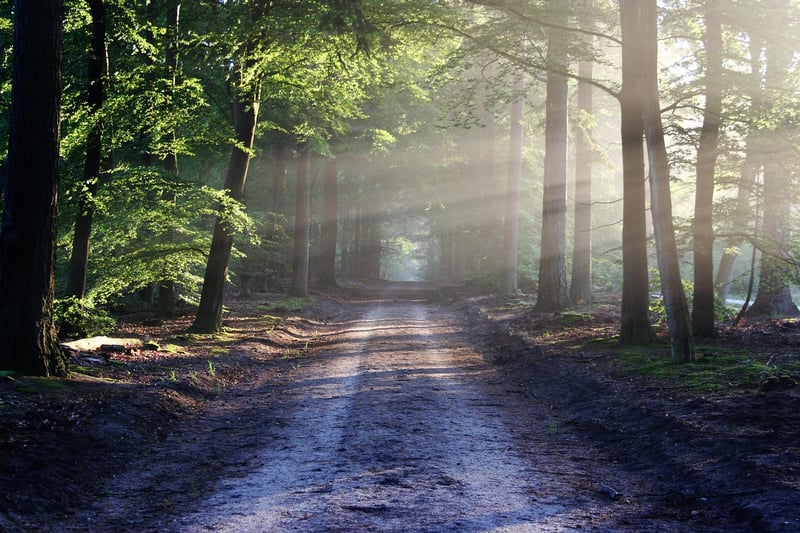 Mindful Walks